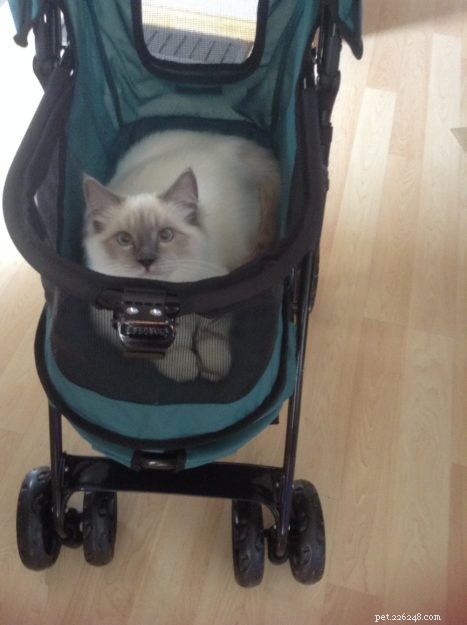 Meet Sir Oliver – The Ragdoll Kitten of the Month