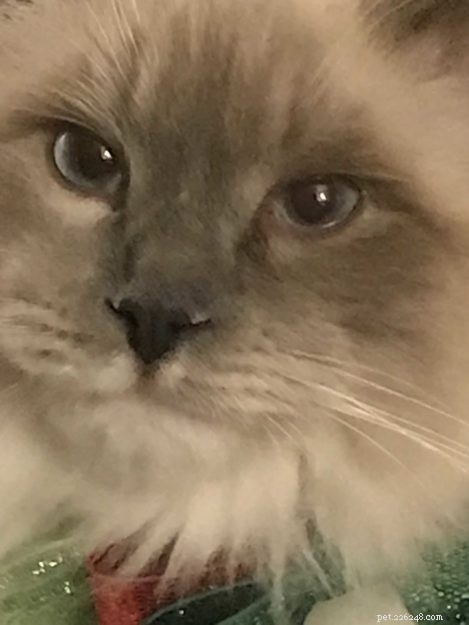 Meet Sir Oliver – The Ragdoll Kitten of the Month