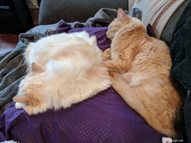 Sunshine: A Heartwarming Rescue Story of a Turkish Angora Mix
