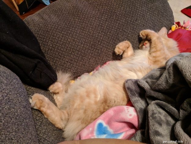 Sunshine: A Heartwarming Rescue Story of a Turkish Angora Mix