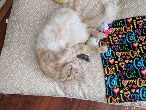 Sunshine: A Heartwarming Rescue Story of a Turkish Angora Mix