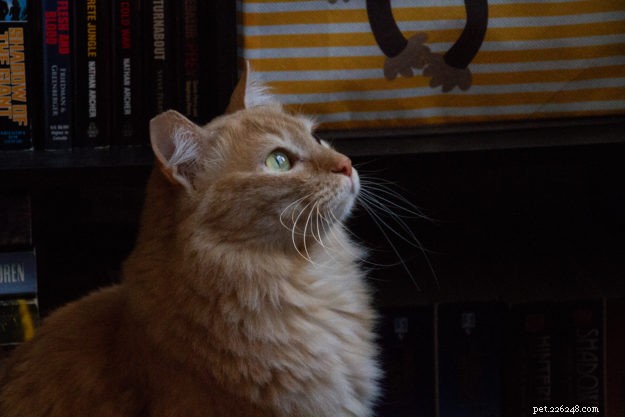 Sunshine: A Heartwarming Rescue Story of a Turkish Angora Mix