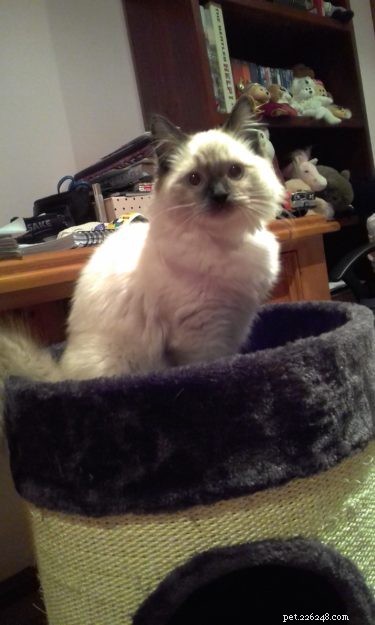 Josie, the Ragdoll of the Week: Emily’s Tale of Love & Laughter