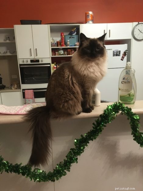 Josie, the Ragdoll of the Week: Emily’s Tale of Love & Laughter