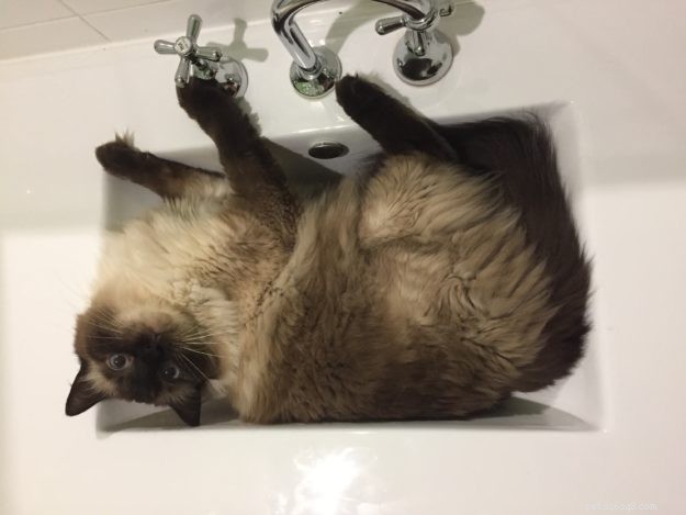 Josie, the Ragdoll of the Week: Emily’s Tale of Love & Laughter