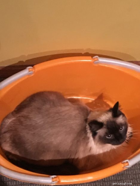 Josie, the Ragdoll of the Week: Emily’s Tale of Love & Laughter