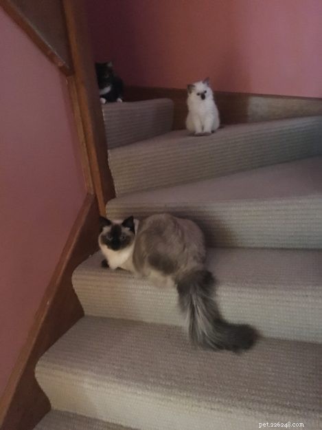 Josie, the Ragdoll of the Week: Emily’s Tale of Love & Laughter