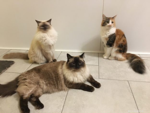 Josie, the Ragdoll of the Week: Emily’s Tale of Love & Laughter