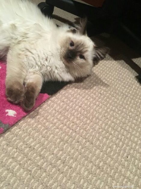 Josie, the Ragdoll of the Week: Emily’s Tale of Love & Laughter