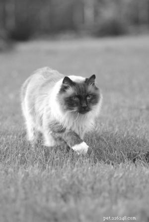 Celebrating 10 Years Since My Beloved Cat Rags: A Heartfelt Tribute