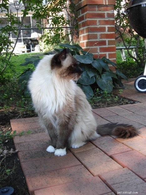 Celebrating 10 Years Since My Beloved Cat Rags: A Heartfelt Tribute