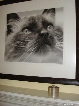 Celebrating 10 Years Since My Beloved Cat Rags: A Heartfelt Tribute