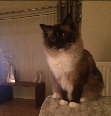 Muffin, the Ragdoll Star of the Week: A Heartwarming Tale