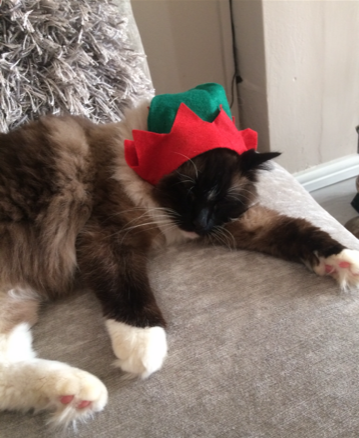 Muffin, the Ragdoll Star of the Week: A Heartwarming Tale