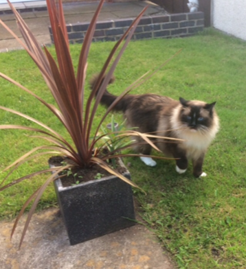 Muffin, the Ragdoll Star of the Week: A Heartwarming Tale