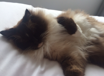 Muffin, the Ragdoll Star of the Week: A Heartwarming Tale
