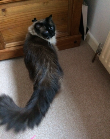 Muffin, the Ragdoll Star of the Week: A Heartwarming Tale