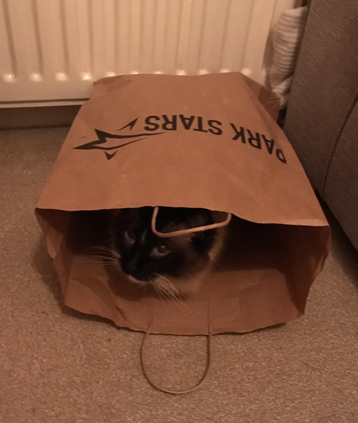 Muffin, the Ragdoll Star of the Week: A Heartwarming Tale