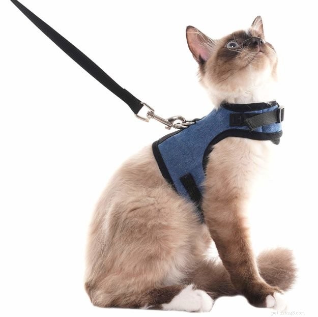 The Ultimate Guide to Choosing the Best Cat Leashes & Harnesses
