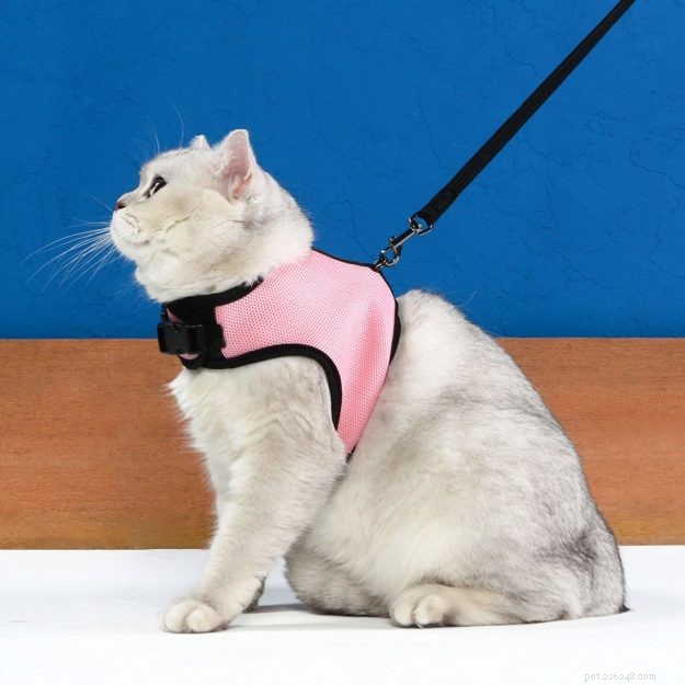 The Ultimate Guide to Choosing the Best Cat Leashes & Harnesses