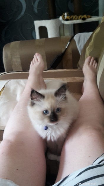 Meet Finn: The Ragdoll Kitten of the Month – Adorable, Well‑Bred, and Ready for a Loving Home