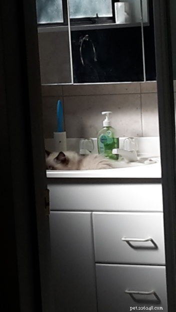 Meet Finn: The Ragdoll Kitten of the Month – Adorable, Well‑Bred, and Ready for a Loving Home