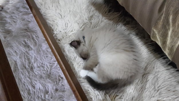 Meet Finn: The Ragdoll Kitten of the Month – Adorable, Well‑Bred, and Ready for a Loving Home