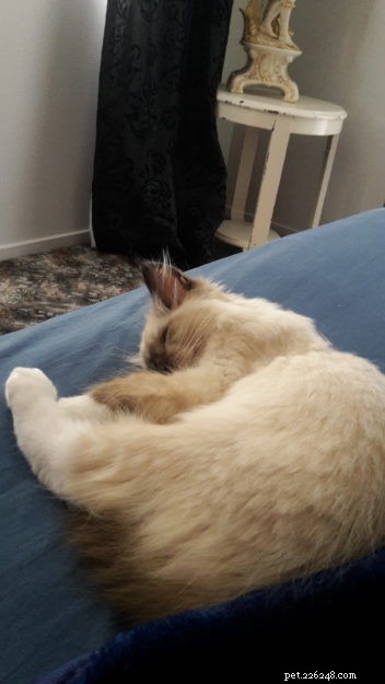 Meet Finn: The Ragdoll Kitten of the Month – Adorable, Well‑Bred, and Ready for a Loving Home