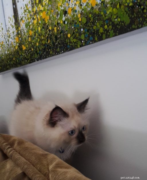 Meet Finn: The Ragdoll Kitten of the Month – Adorable, Well‑Bred, and Ready for a Loving Home