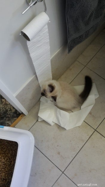 Meet Finn: The Ragdoll Kitten of the Month – Adorable, Well‑Bred, and Ready for a Loving Home