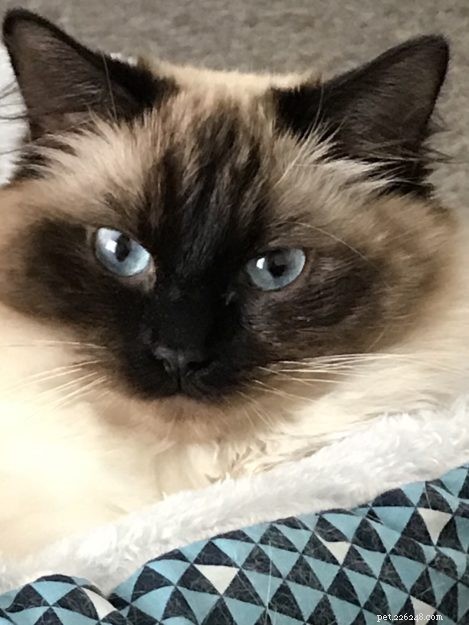 Chloe & Poppy: Spotlight on Ragdoll Cats of the Week
