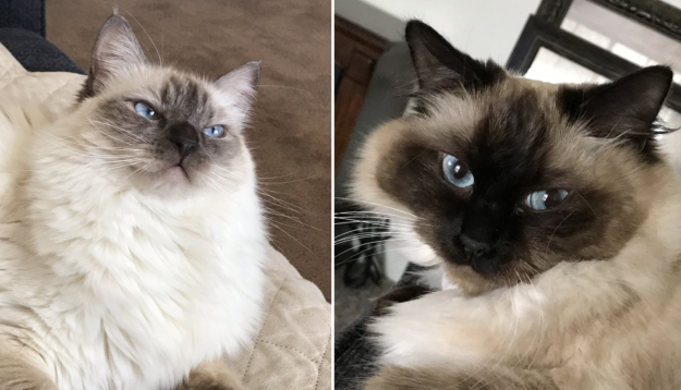 Chloe & Poppy: Spotlight on Ragdoll Cats of the Week