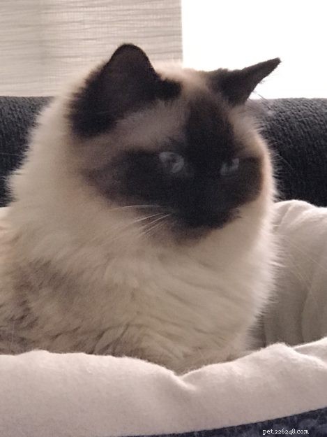 Chloe & Poppy: Spotlight on Ragdoll Cats of the Week