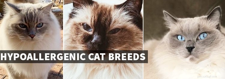Discover the Best Hypoallergenic Cat Breeds for Allergy Sufferers