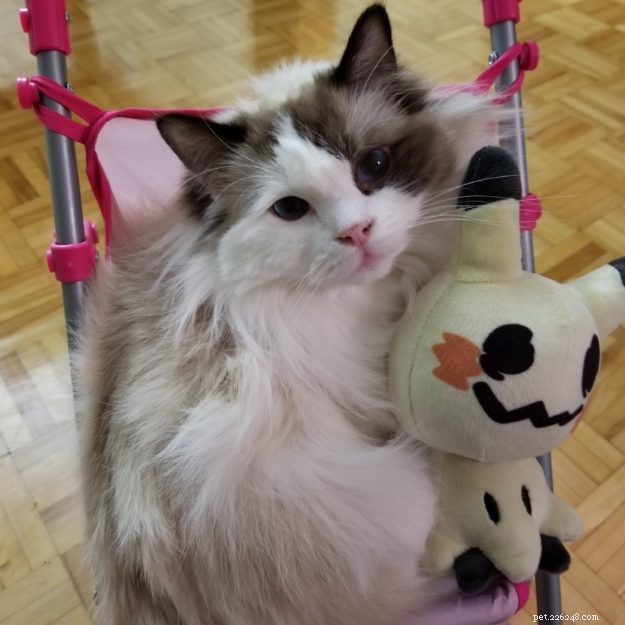 Meet Kirby: A Gentle Ragdoll Finding a New Family
