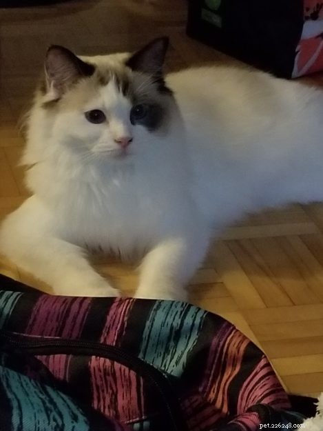 Meet Kirby: A Gentle Ragdoll Finding a New Family