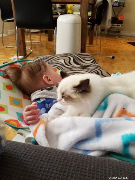 Meet Kirby: A Gentle Ragdoll Finding a New Family