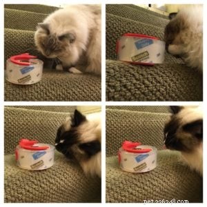 Why Cats Are Attracted to Tape and Glue: What You Need to Know