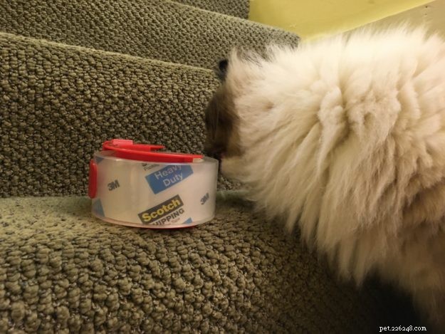 Why Cats Are Attracted to Tape and Glue: What You Need to Know