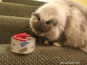Why Cats Are Attracted to Tape and Glue: What You Need to Know