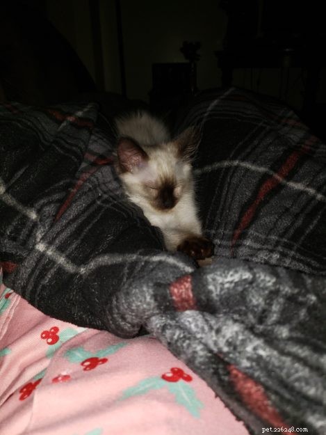 Meet ISIS: A Growing Ragdoll Kitten s Journey to Family Bonding