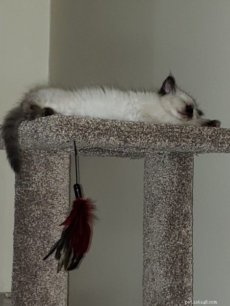 Meet ISIS: A Growing Ragdoll Kitten s Journey to Family Bonding