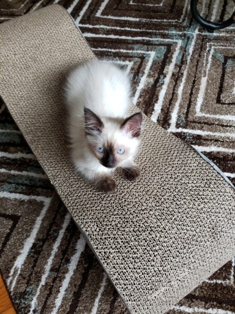 Meet ISIS: A Growing Ragdoll Kitten s Journey to Family Bonding