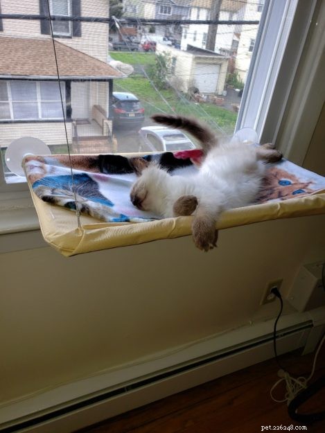 Meet ISIS: A Growing Ragdoll Kitten s Journey to Family Bonding