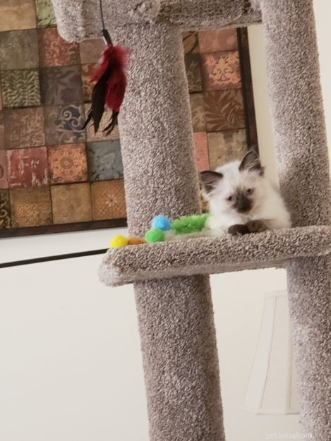 Meet ISIS: A Growing Ragdoll Kitten s Journey to Family Bonding