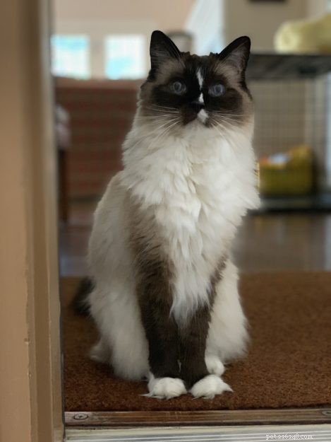 Ragdoll Cats for Sale: Key Guide to Choosing and Buying Your Perfect Ragdoll