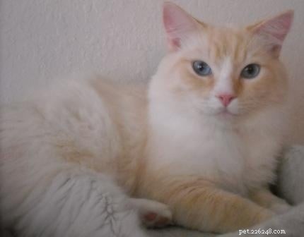 Ragdoll Cats for Sale: Key Guide to Choosing and Buying Your Perfect Ragdoll