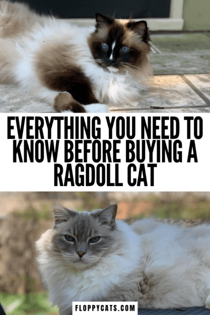 Ragdoll Cats for Sale: Key Guide to Choosing and Buying Your Perfect Ragdoll