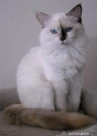 Ragdoll Cats for Sale: Key Guide to Choosing and Buying Your Perfect Ragdoll