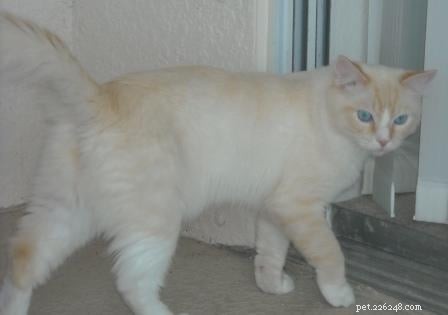 Ragdoll Cats for Sale: Key Guide to Choosing and Buying Your Perfect Ragdoll